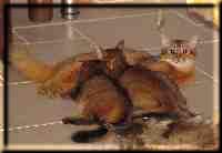 Die zwei Riesen"babys" saugen die arme Mama leer … Die zwei Riesen"babys" saugen die arme Mama leer …