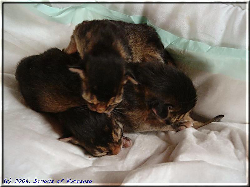 Was the father a somali cat or a mole ?