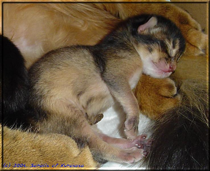 Little Malak sleeps quietly after the meal