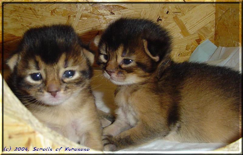 So, jetzt noch die Ohren nach oben klappen, and schon sind die Kater fertig …