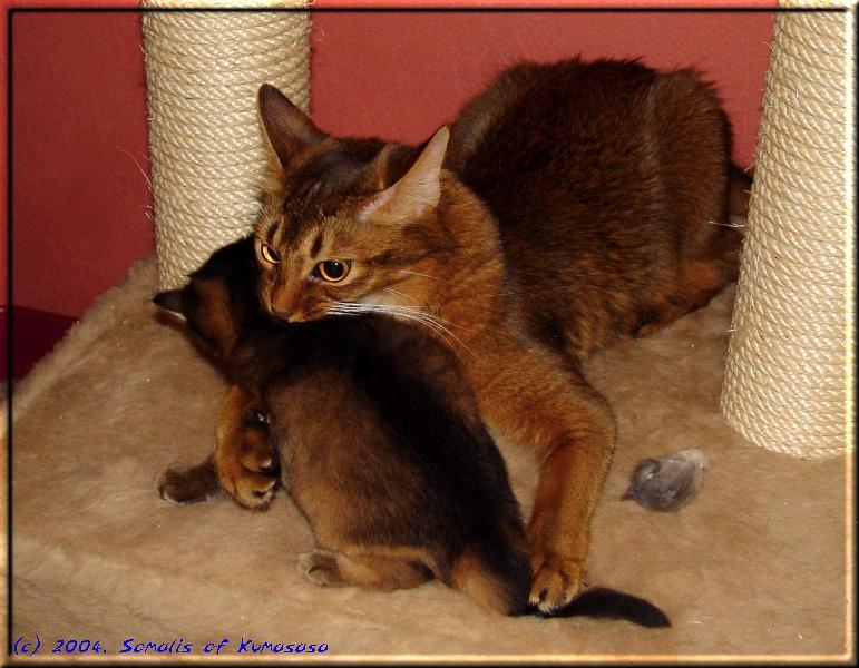 Marilyn "plays" with her kittens