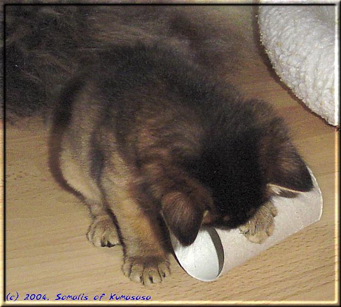 Toilet tissue roll as cat toy