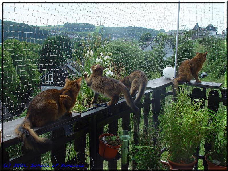 Marilyn, Conan, Malak and Nangis