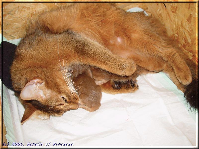 Marilyn with the two first born kittens