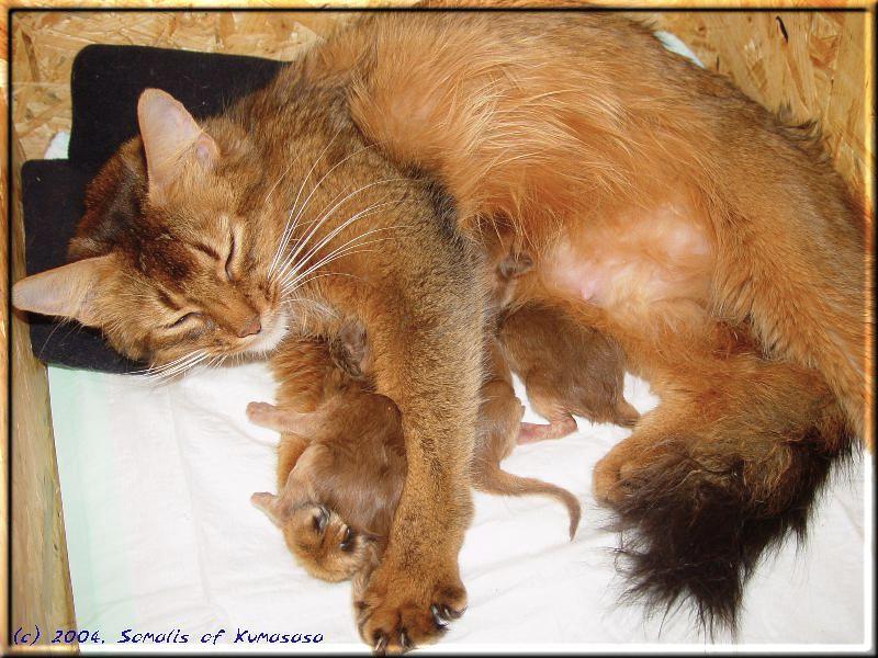 Marilyn and all three kittens