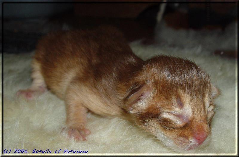 Male Somali kitty Fox of Kumasasa