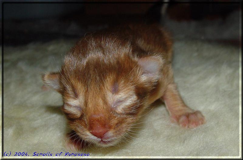 Female Somali kitty Dana of Kumasasa