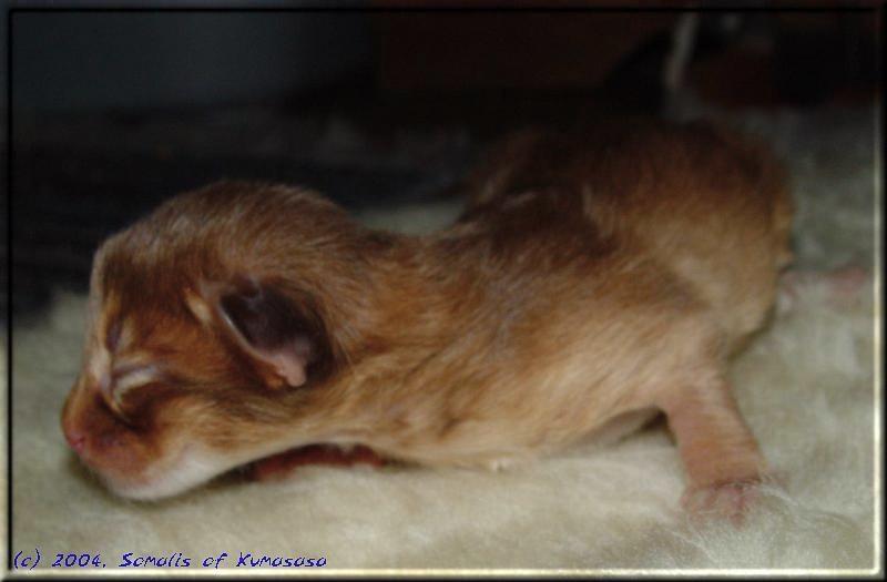 Male Somali kitty Queequeg of Kumasasa