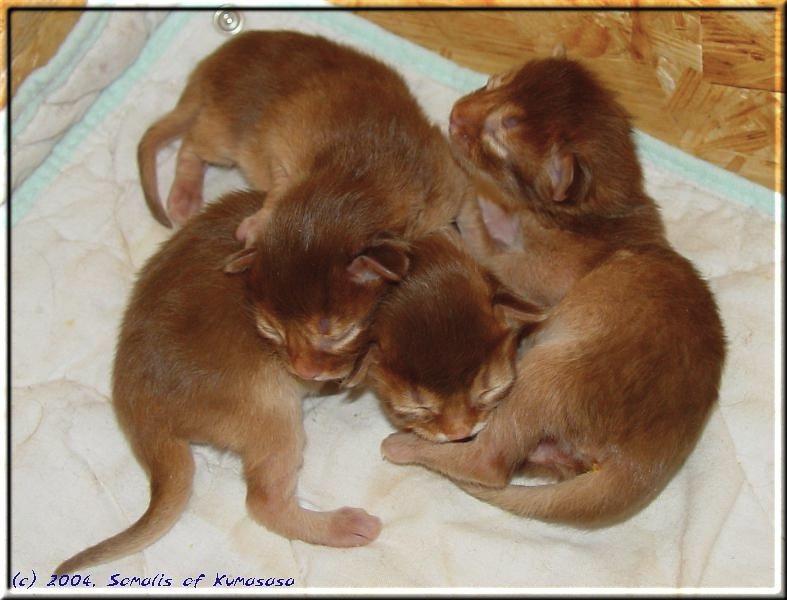 A lot of little feet, little ears, little noses and little tails…