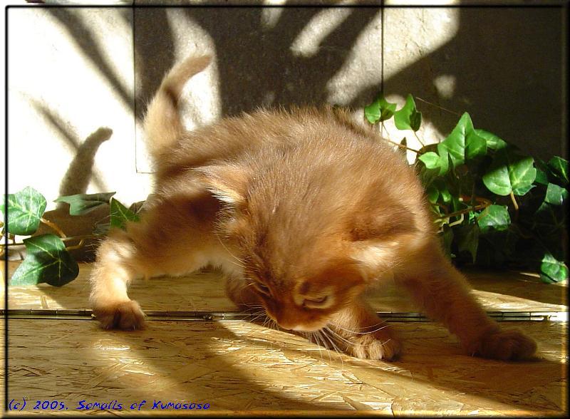 Queequeg playing in the sun