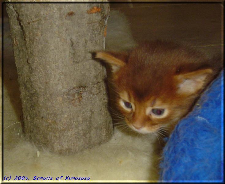 Queequeg versteckt sich