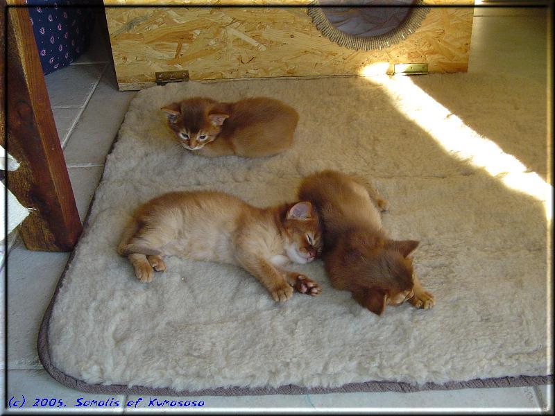 Sleeping kittens