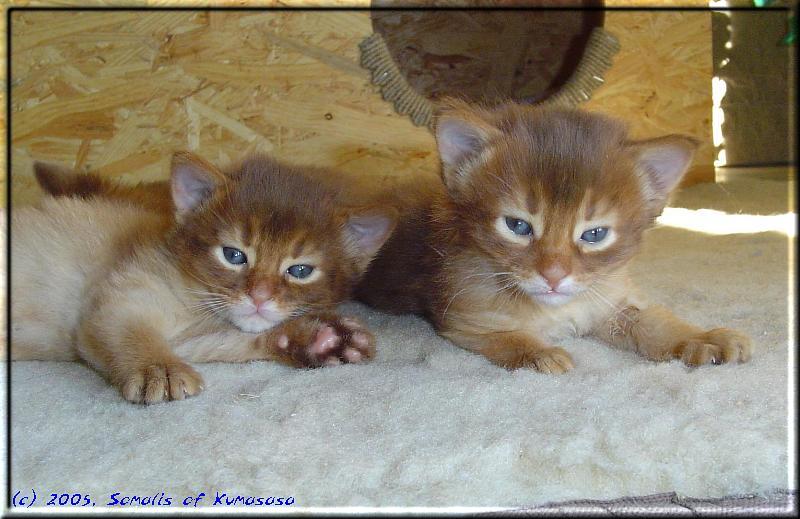 Die zwei Katerchen: Links Queequeg, rechts Fox