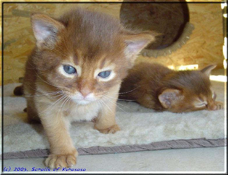 Die zwei Katerchen: Links Queequeg, rechts Fox