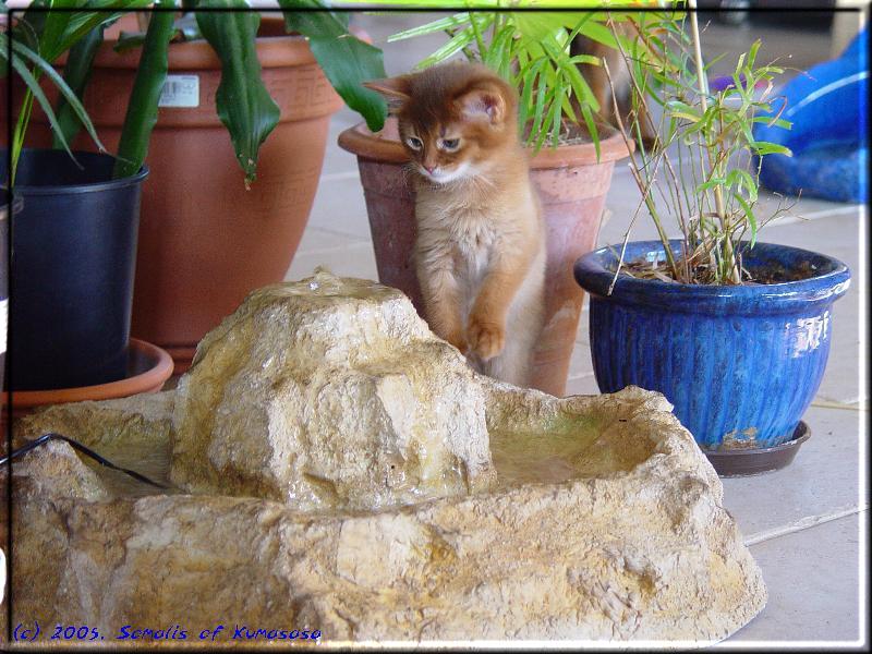 Queequeg schlabbert am Zimmerbrunnen