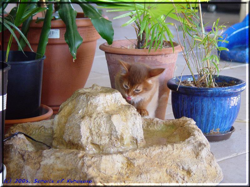 Queequeg schlabbert am Zimmerbrunnen