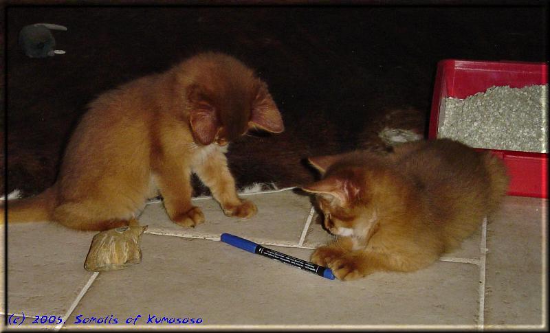 Dana und Queequeg lernen Schreiben