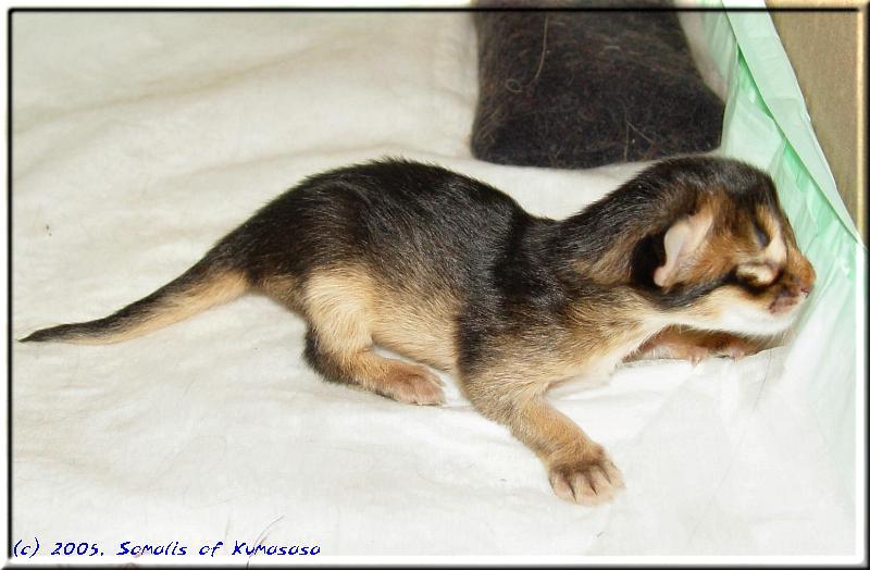 Shiba, one day old