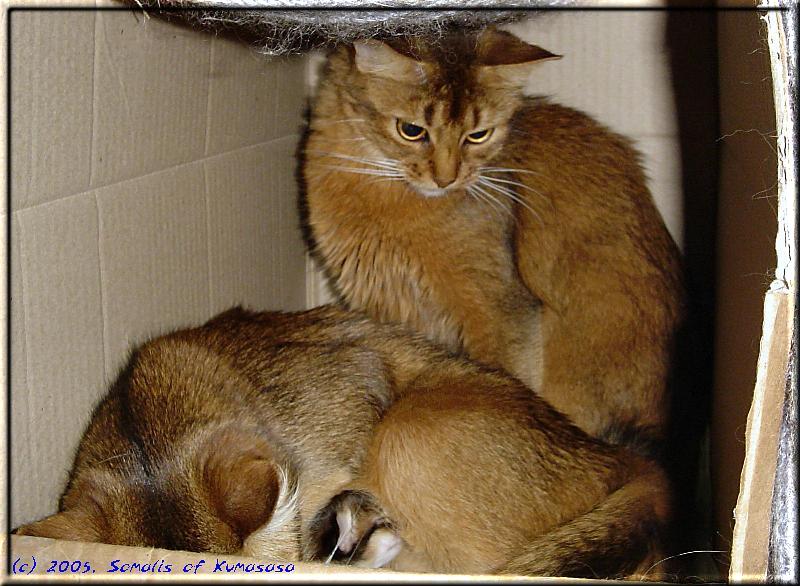 Normally a Somali litter has more kittens than mothers and not vice versa …