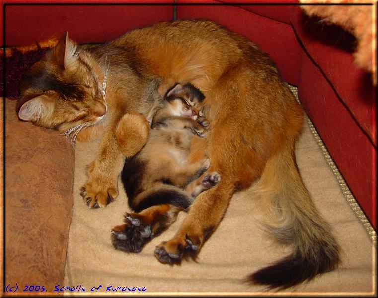 Shiba und Mama Crazy