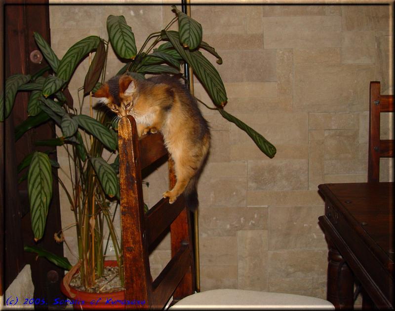 Shiba, the climbing cat