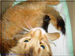 Crazy mit dem zweiten Kitten Crazy mit dem zweiten Kitten