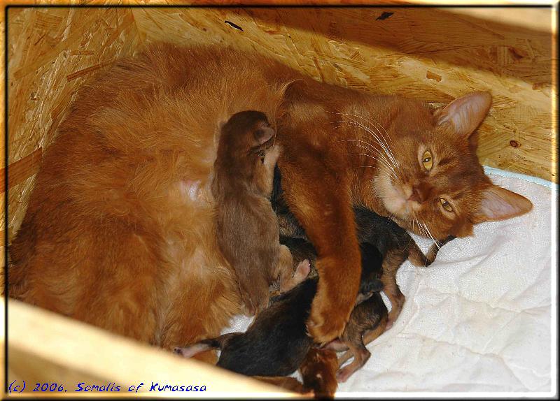Kissy with all her kittens