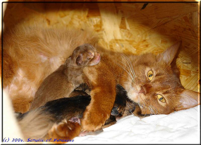 Kissy with the sorrel coloured kitten Tanami on the arm, the three ruddy sisters below