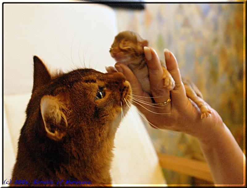 TThe nosey Conan must have a look at the photo session of the little boys…