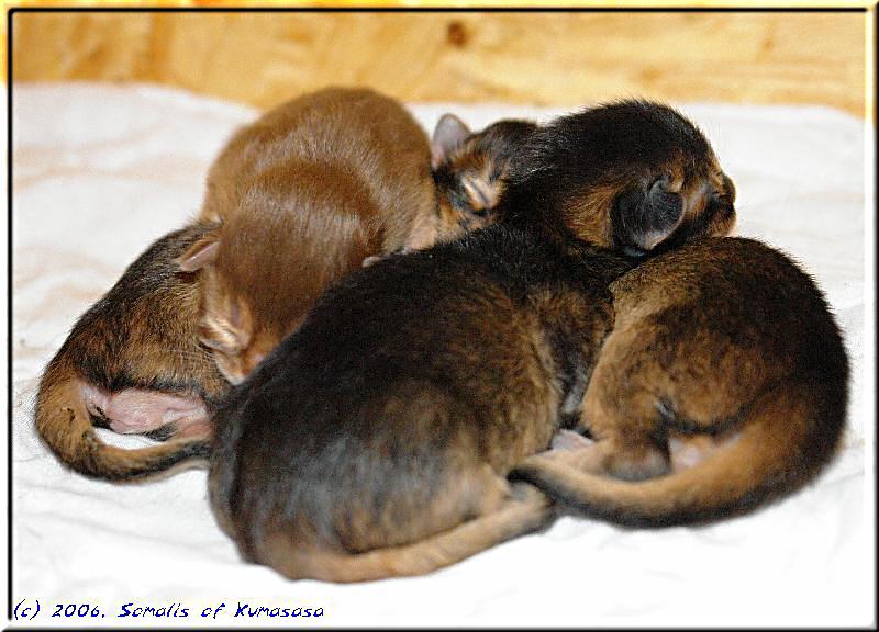 A swarm of four kitties