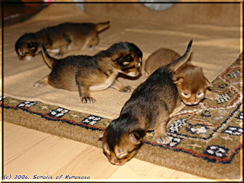 The four little cats on their first expedition