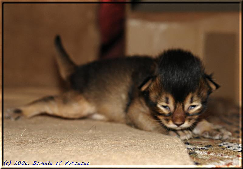 Little Karakumy crawling