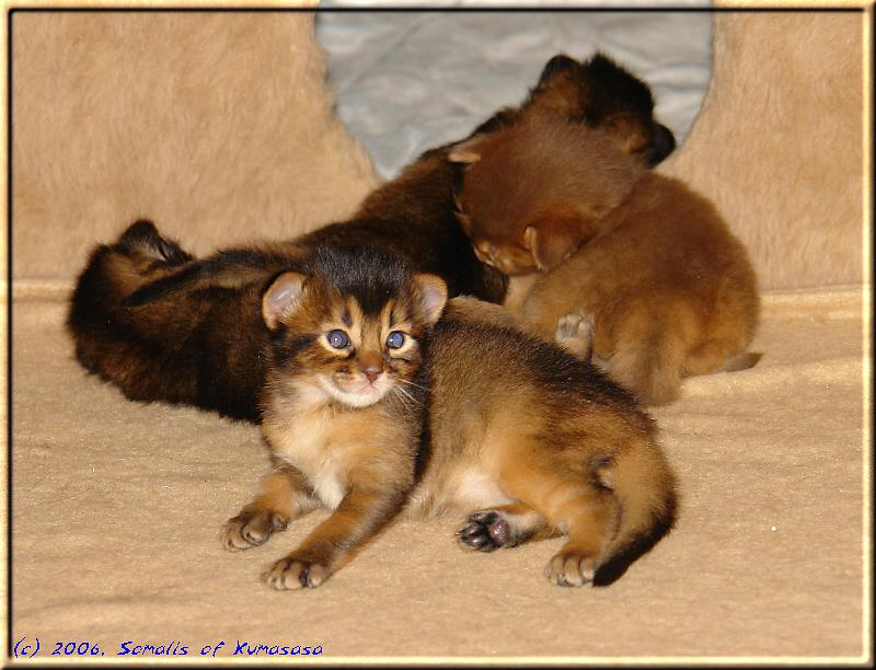 Sleeping kittens