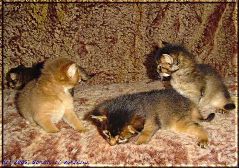 Three small kitties on the sofa
