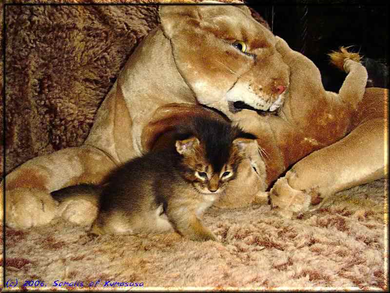 Lion mom with two babies