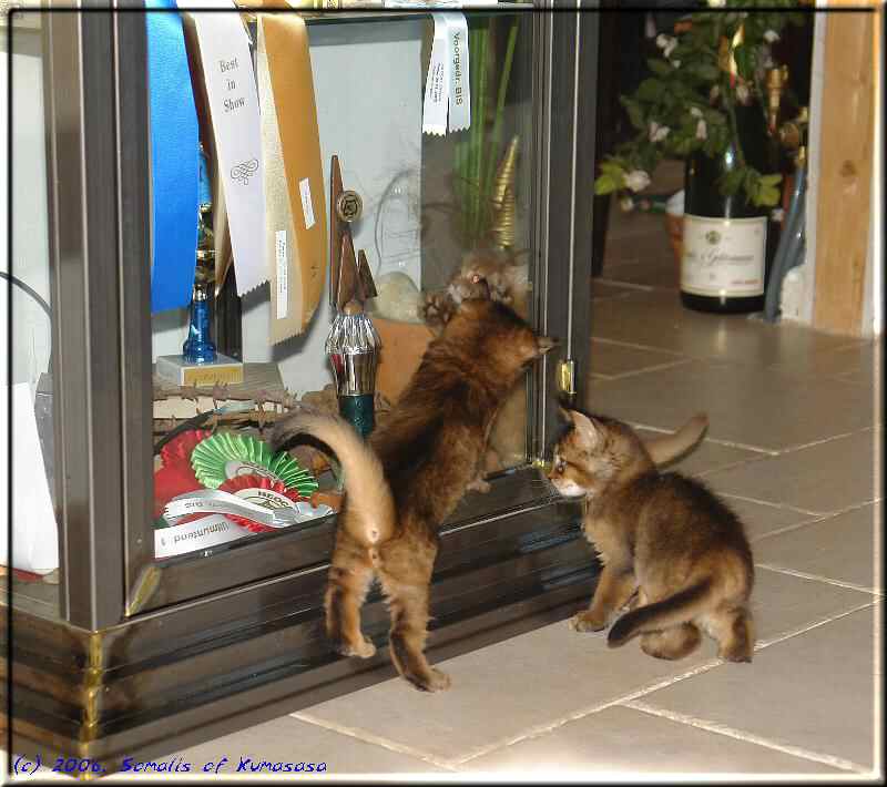 Sag mal Brüderchen, was heisst denn "Best In Show" ?