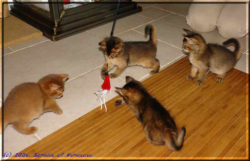 The four Somali kittens are hunting the target