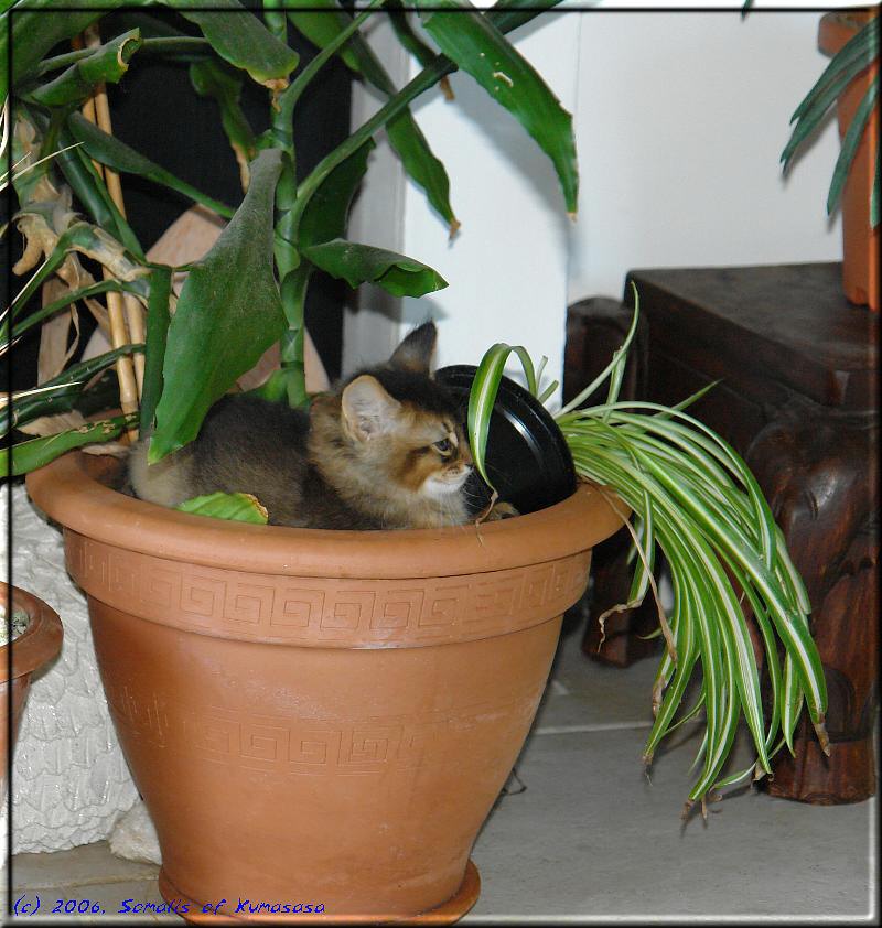 Karakumy in the flower pot