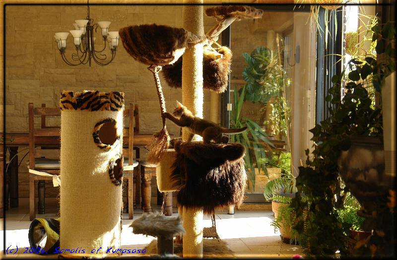 Little cats on big scratching post