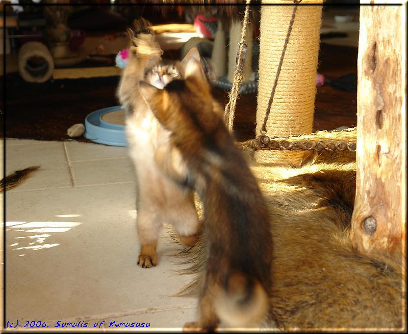 Atacama and Karakumy playing with the Cat Dancer