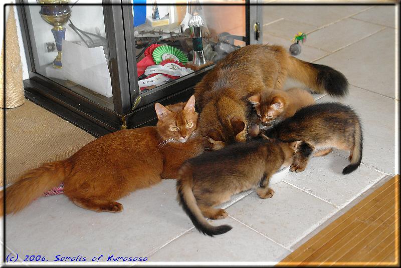 Scramble at the feeding dish