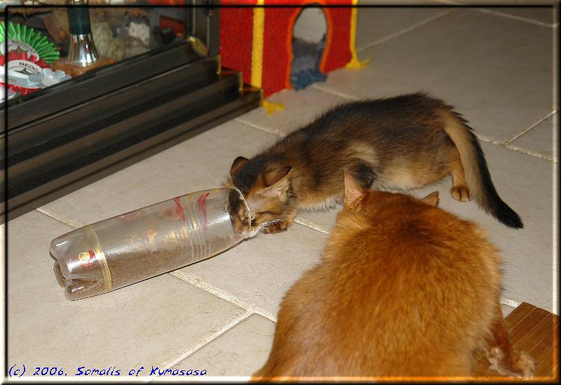 The kittens and the fumble bottle