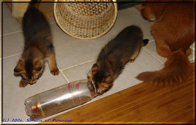 The kittens and the fumble bottle