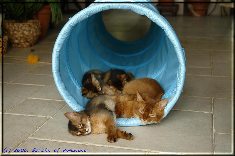 Catnap in the play tunnel