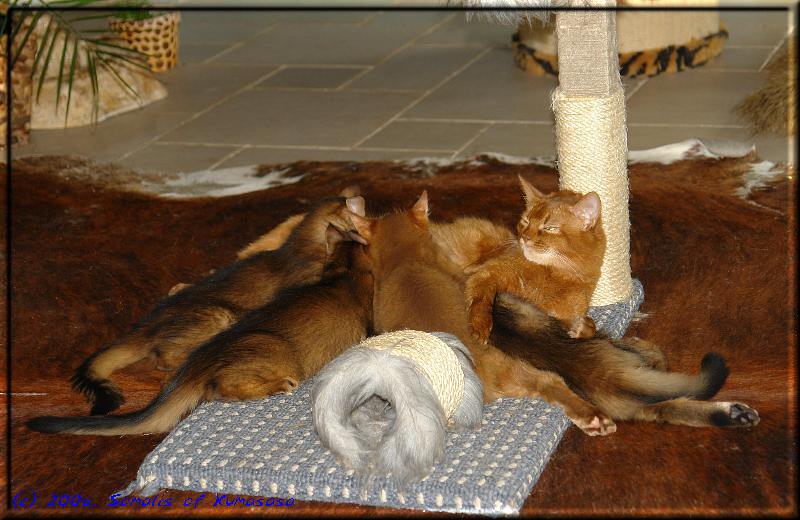 Suckle break on the debris of the kitten scratching tree