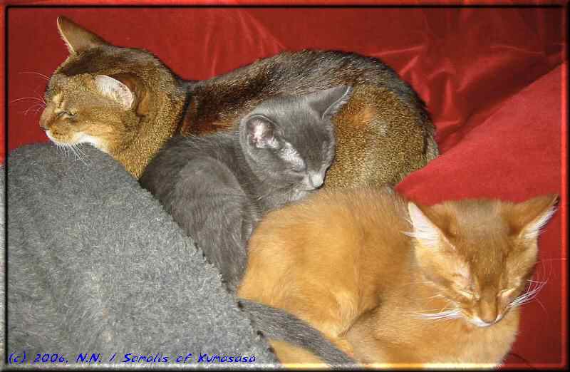 Tanami, Wilma und Pumpkin