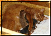 Kissy mit allen Kitten Kissy mit allen Kitten