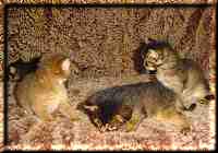 Drei Kater auf dem Sofa Drei Kater auf dem Sofa