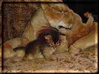 Lion mom with two babies