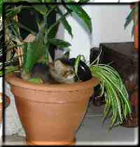 Karakumy in the flower pot